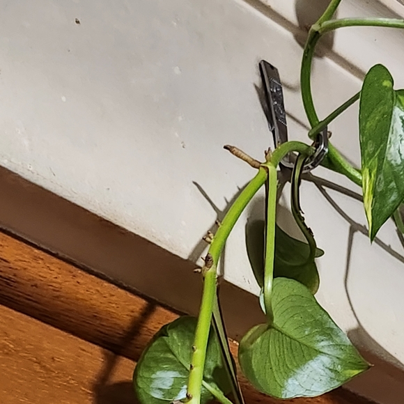 Set 3 Hooks (randomly chosen styles) - Picture 4 of 5